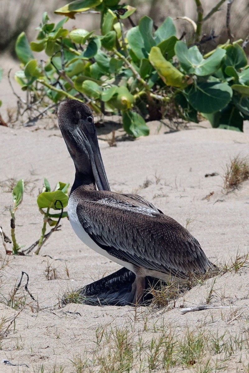 Brown Pelican - ML622900368