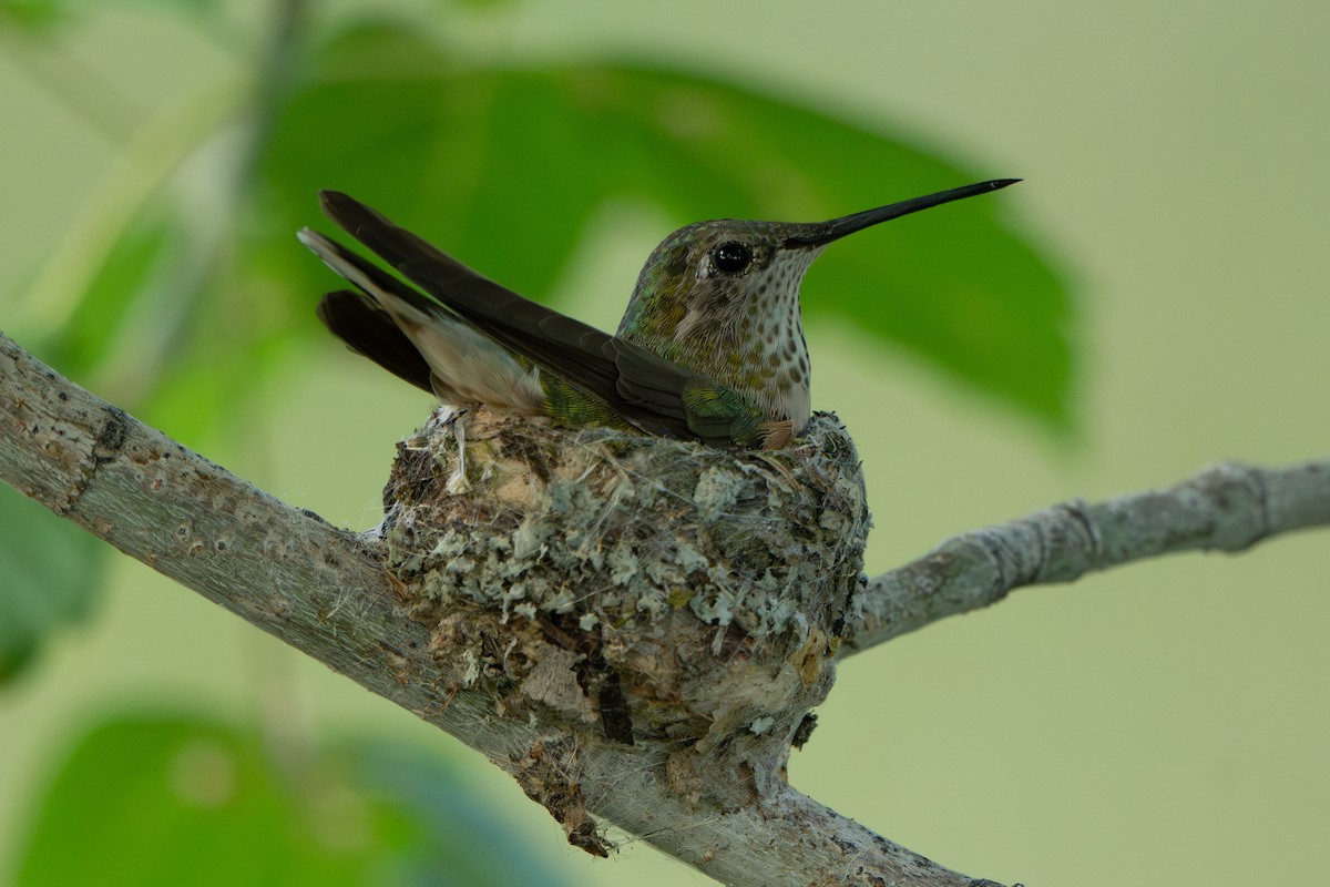 Broad-tailed Hummingbird - ML622900370