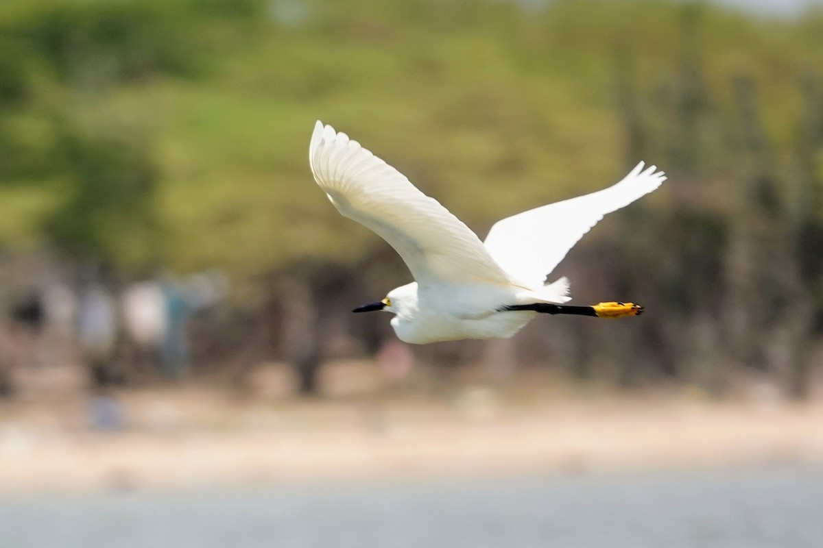 Snowy Egret - Brecht Caers