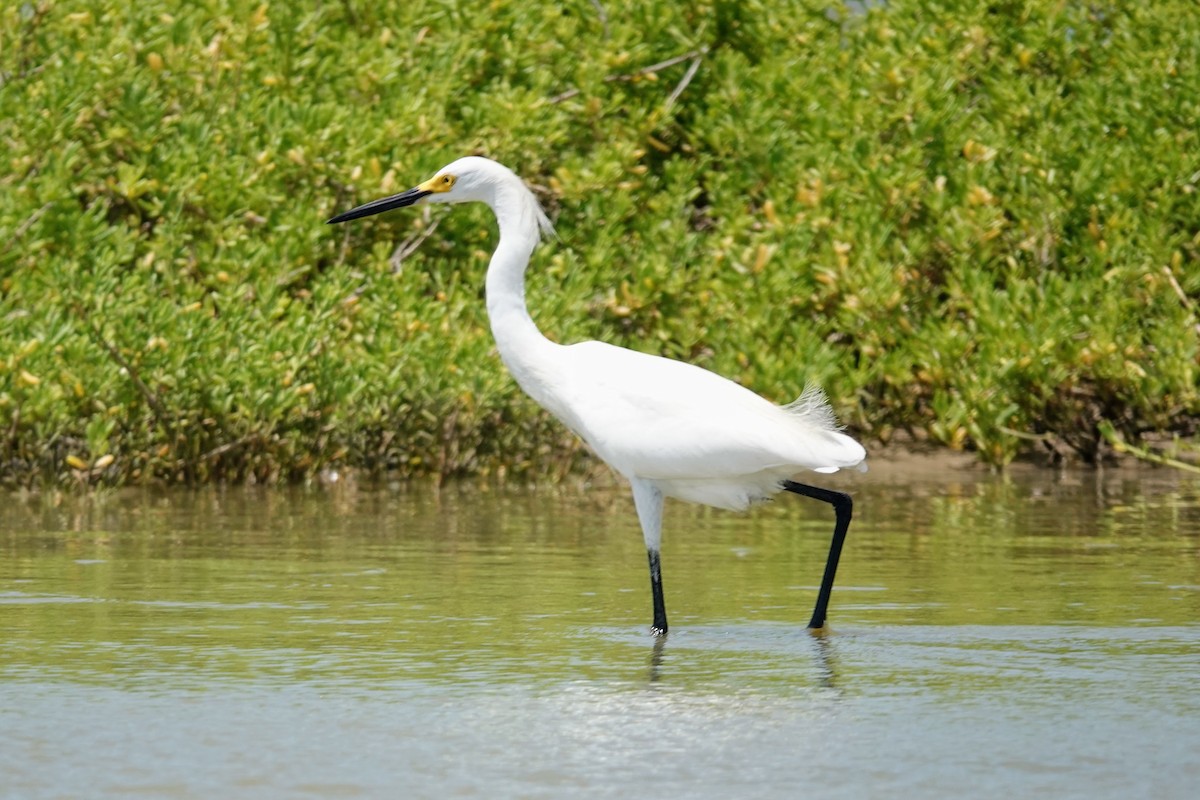 Snowy Egret - ML622900376