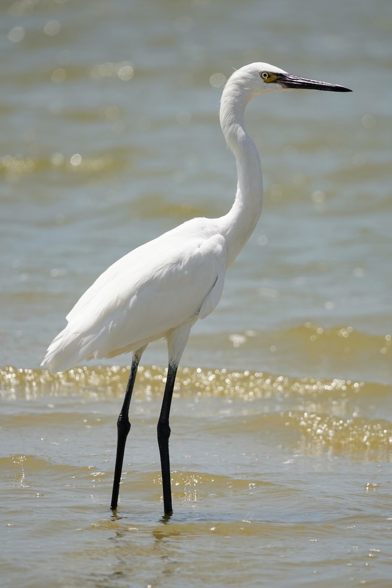 egretthegre (egretta) - ML622900381