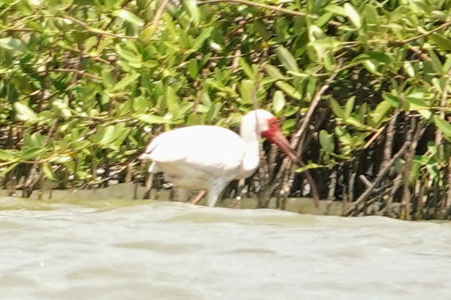 White Ibis - ML622900386