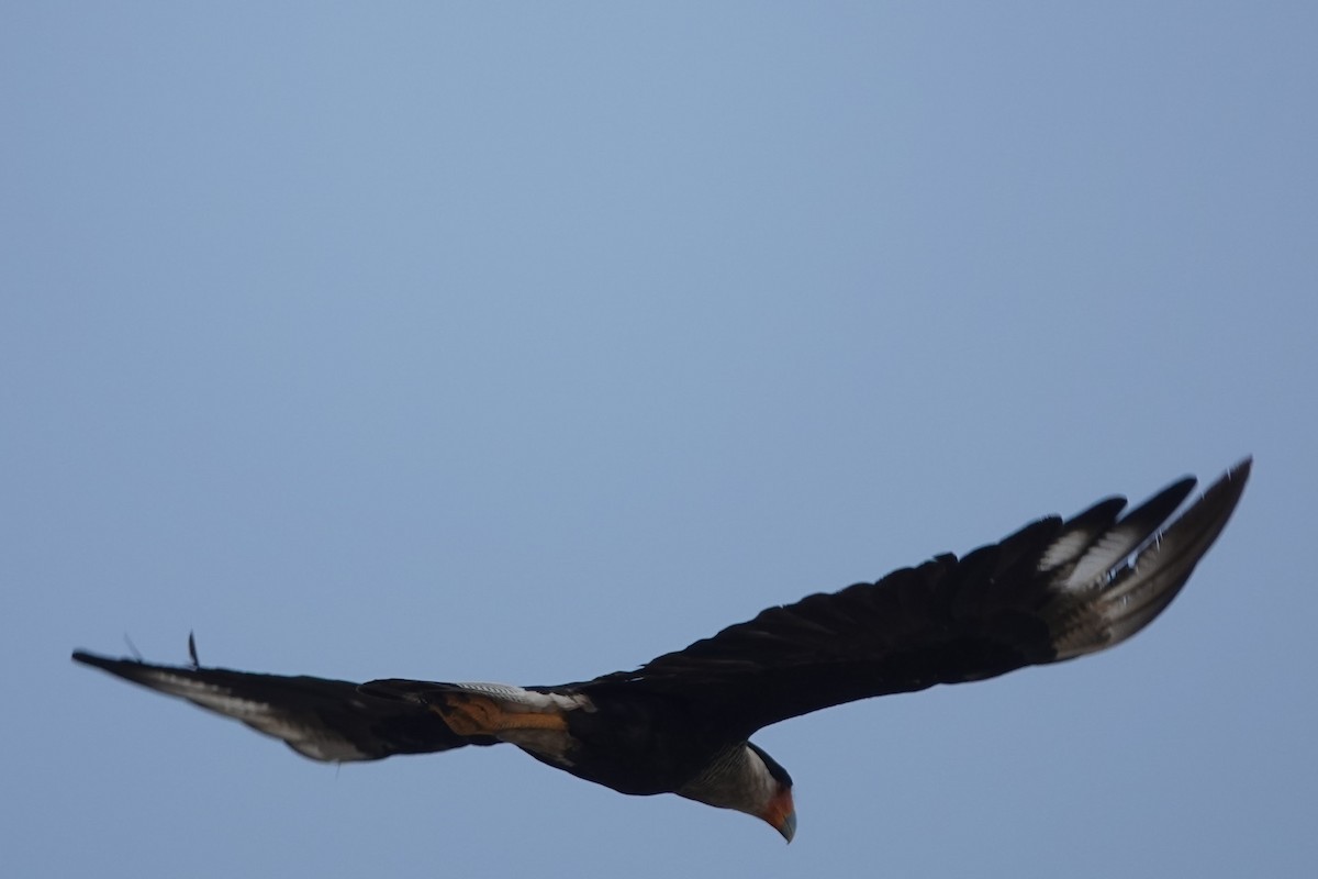 Crested Caracara - ML622900397