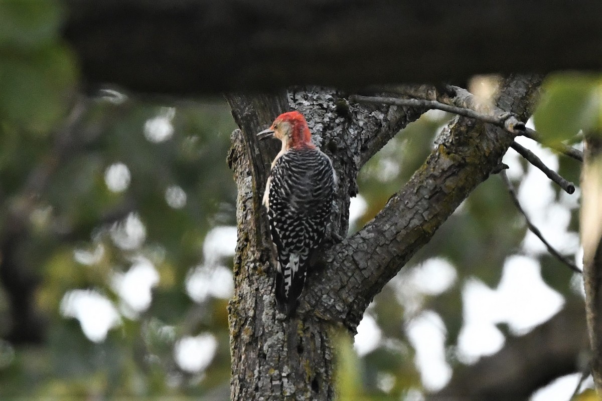 Red-bellied Woodpecker - ML622900399