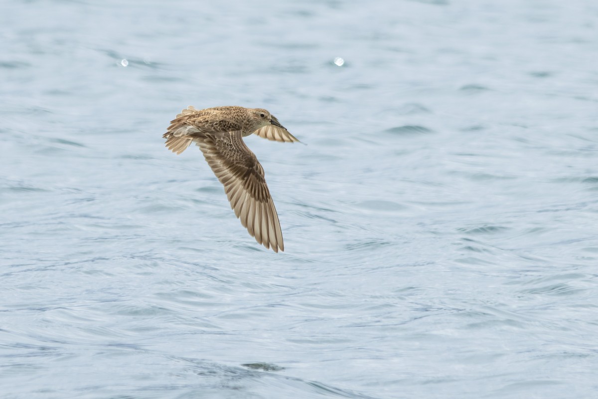 Baird's Sandpiper - ML622900404