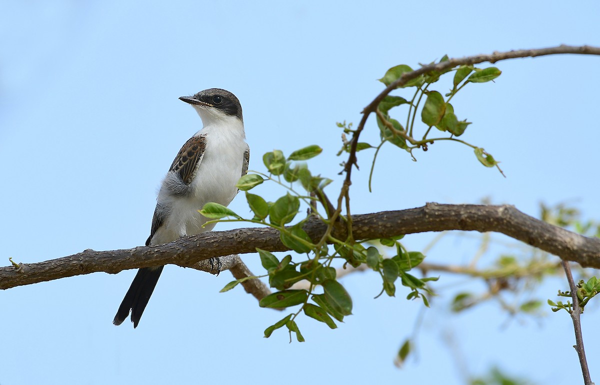 Eastern Kingbird - Gualberto Becerra