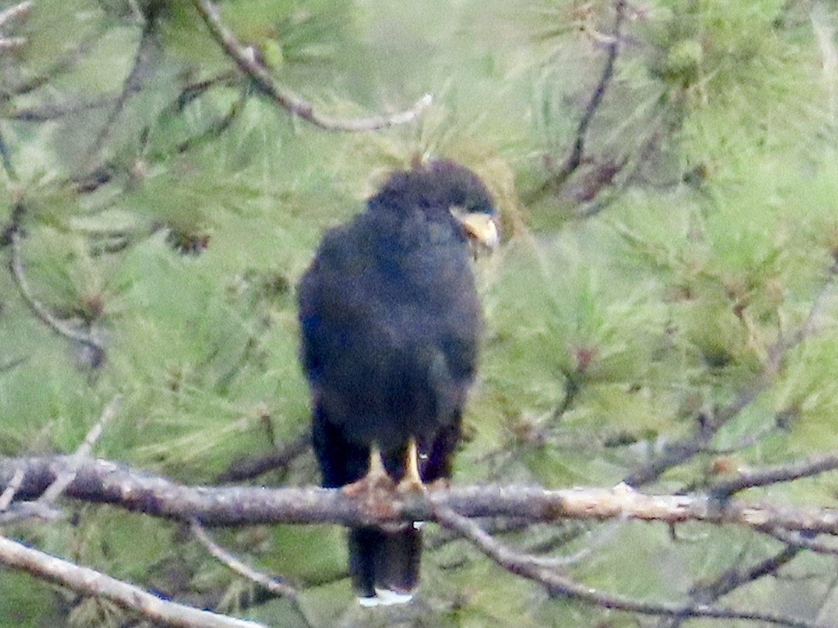 Common Black Hawk - ML622900424