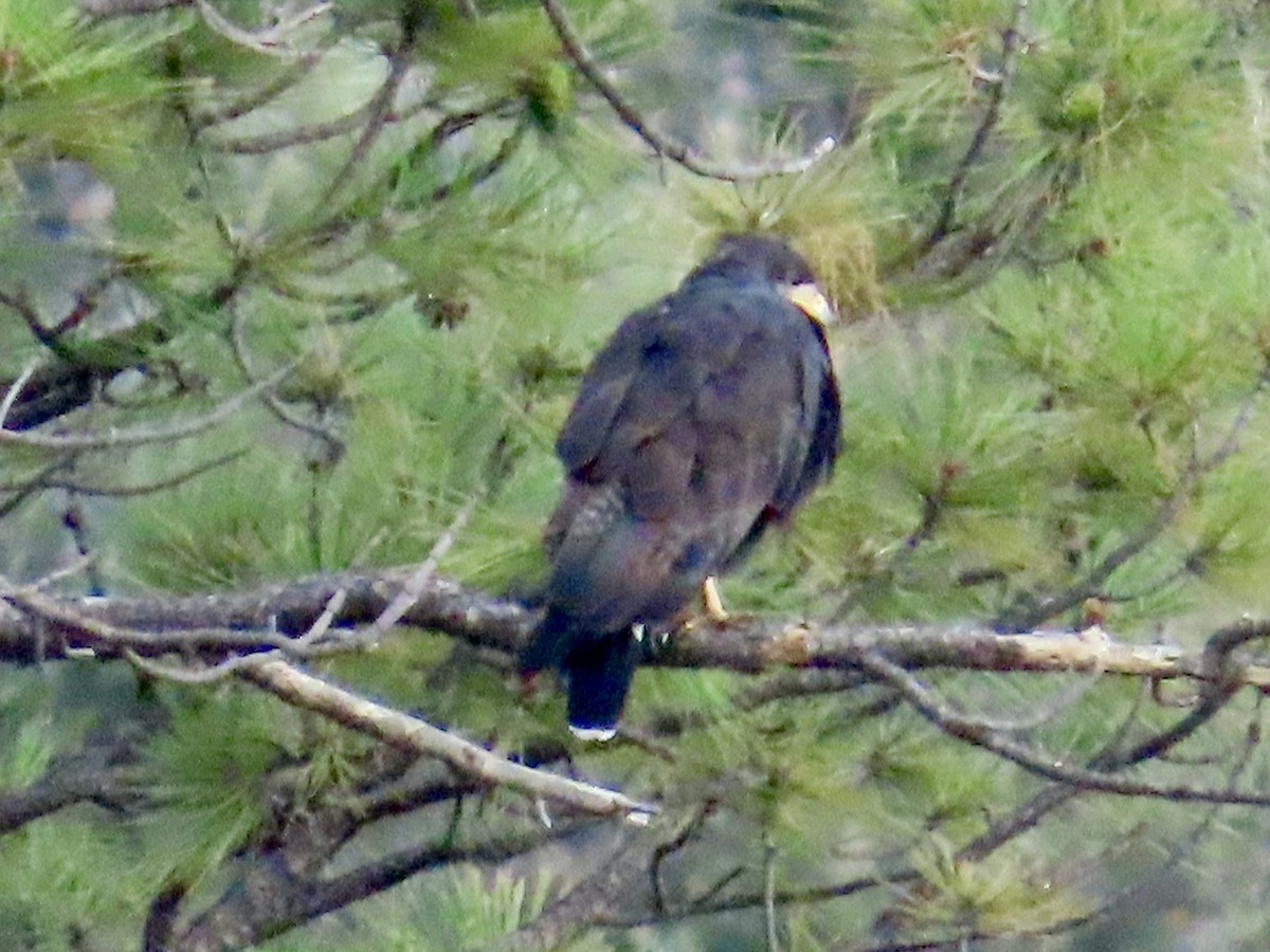 Common Black Hawk - ML622900426