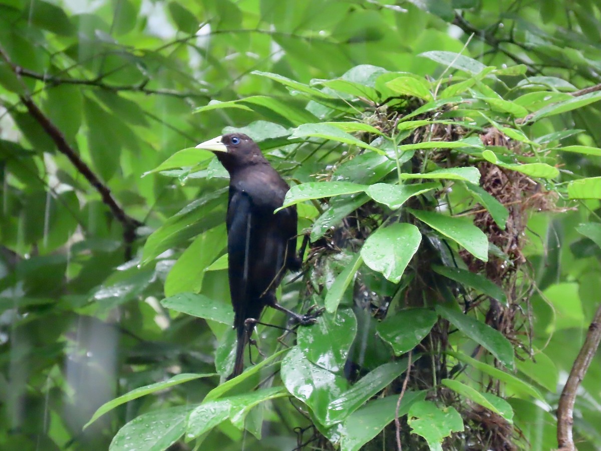 Red-rumped Cacique - ML622900477