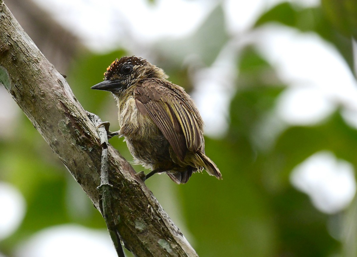 Olivaceous Piculet - ML622900524