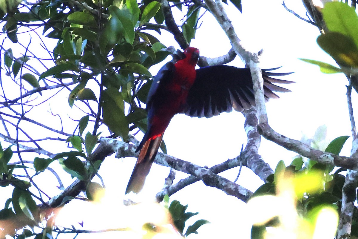 Moluccan King-Parrot - ML622900547