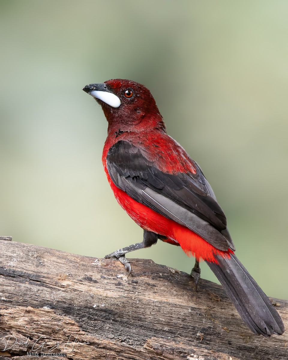 Crimson-backed Tanager - ML622900560