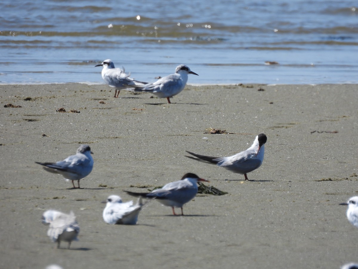 Least Tern - Megan Kozub