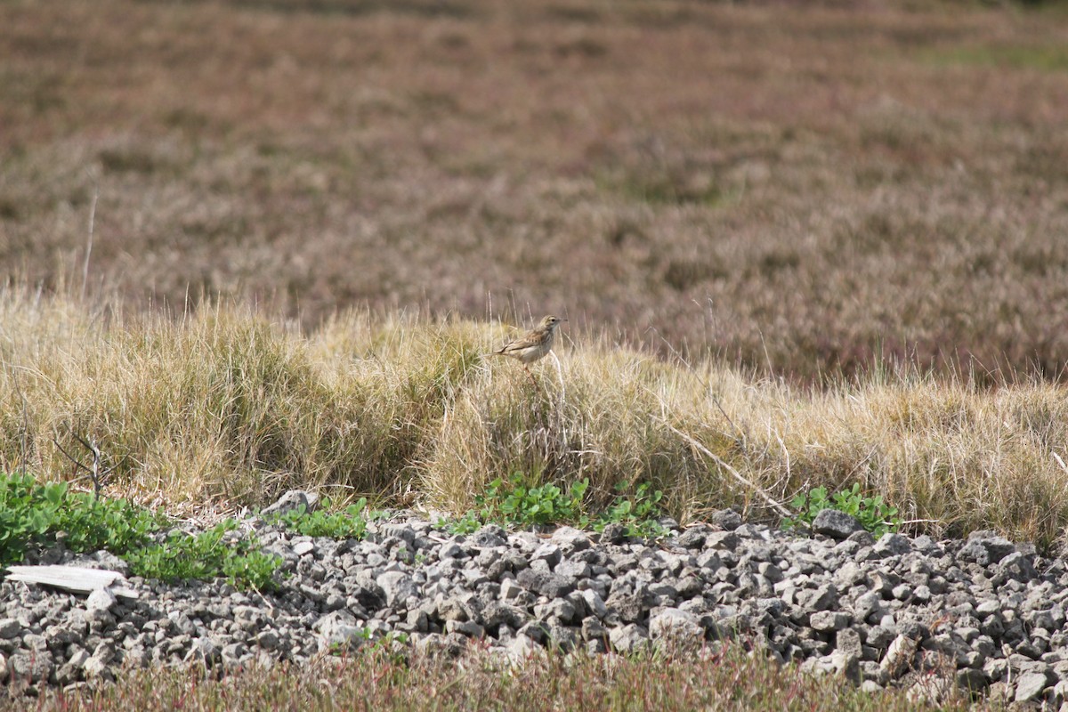 Australian Pipit - ML622900672