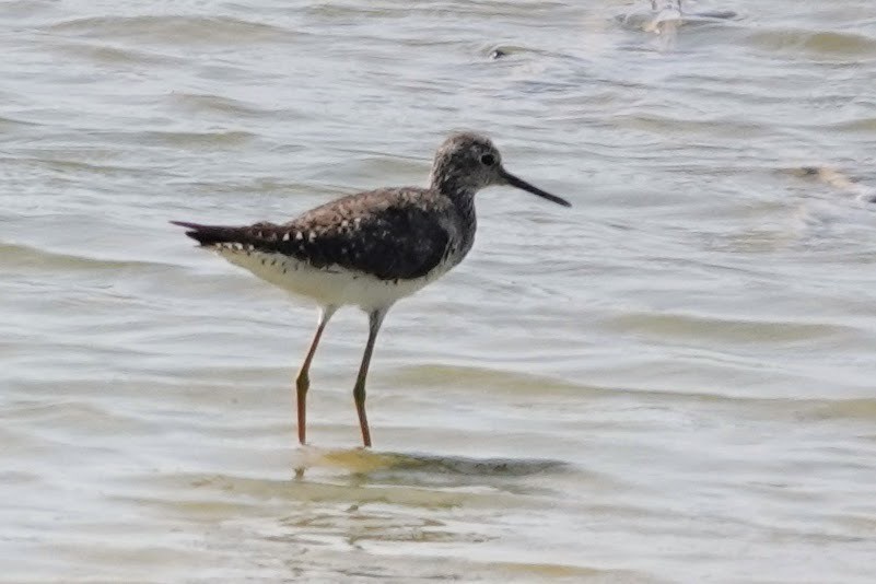 Greater Yellowlegs - ML622900674