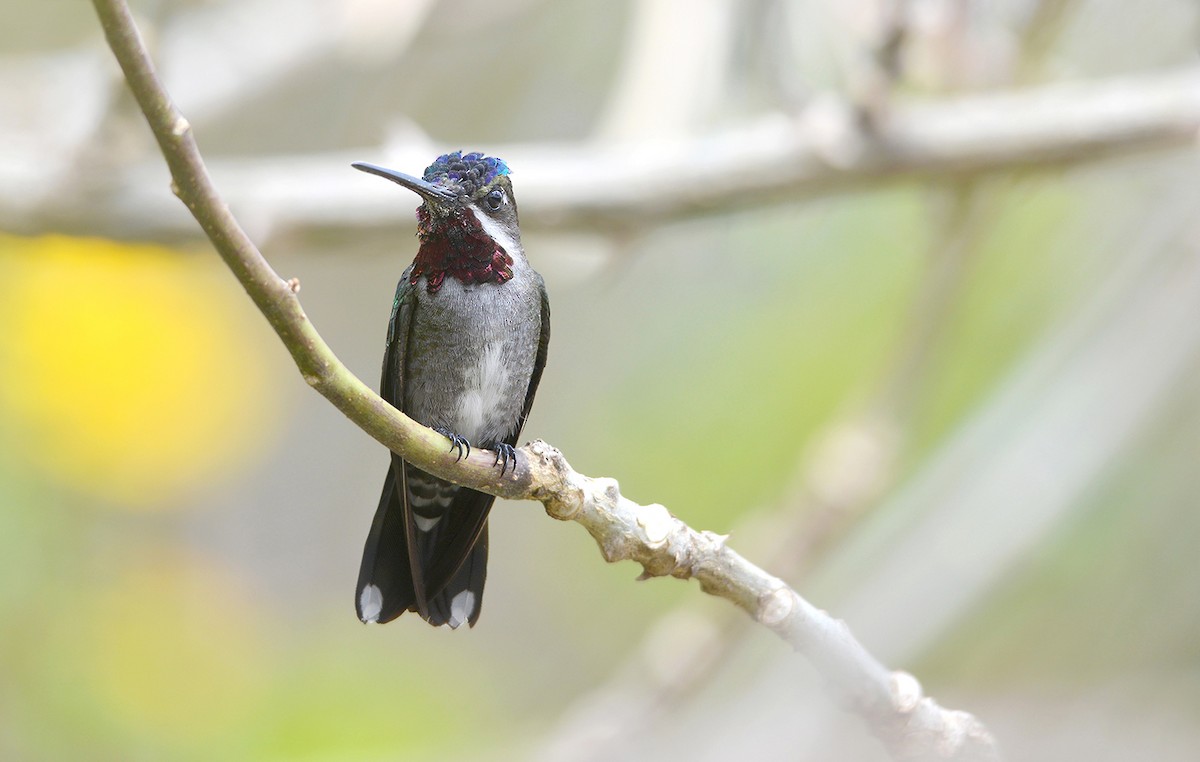 Long-billed Starthroat - Gualberto Becerra