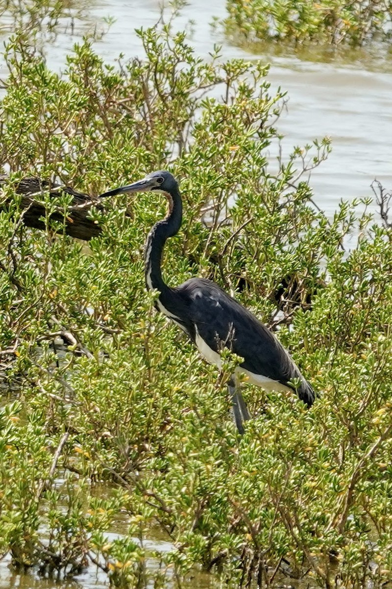 Tricolored Heron - ML622900687