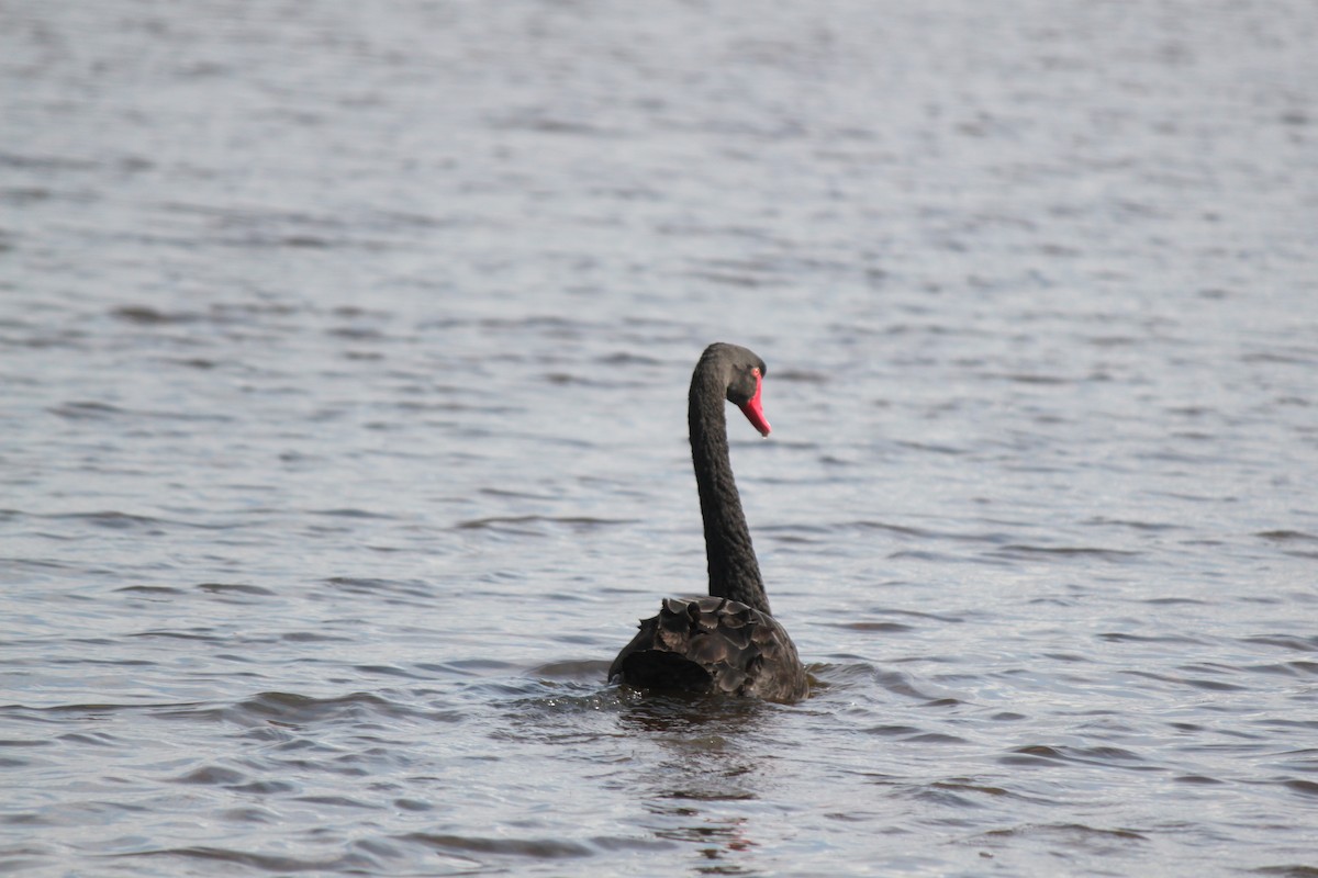 Black Swan - ML622900694