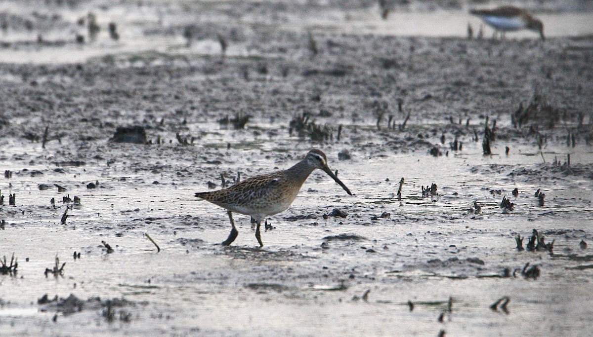 Short-billed Dowitcher - ML622900706