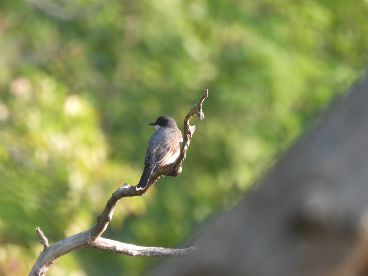 Eastern Kingbird - ML622900707
