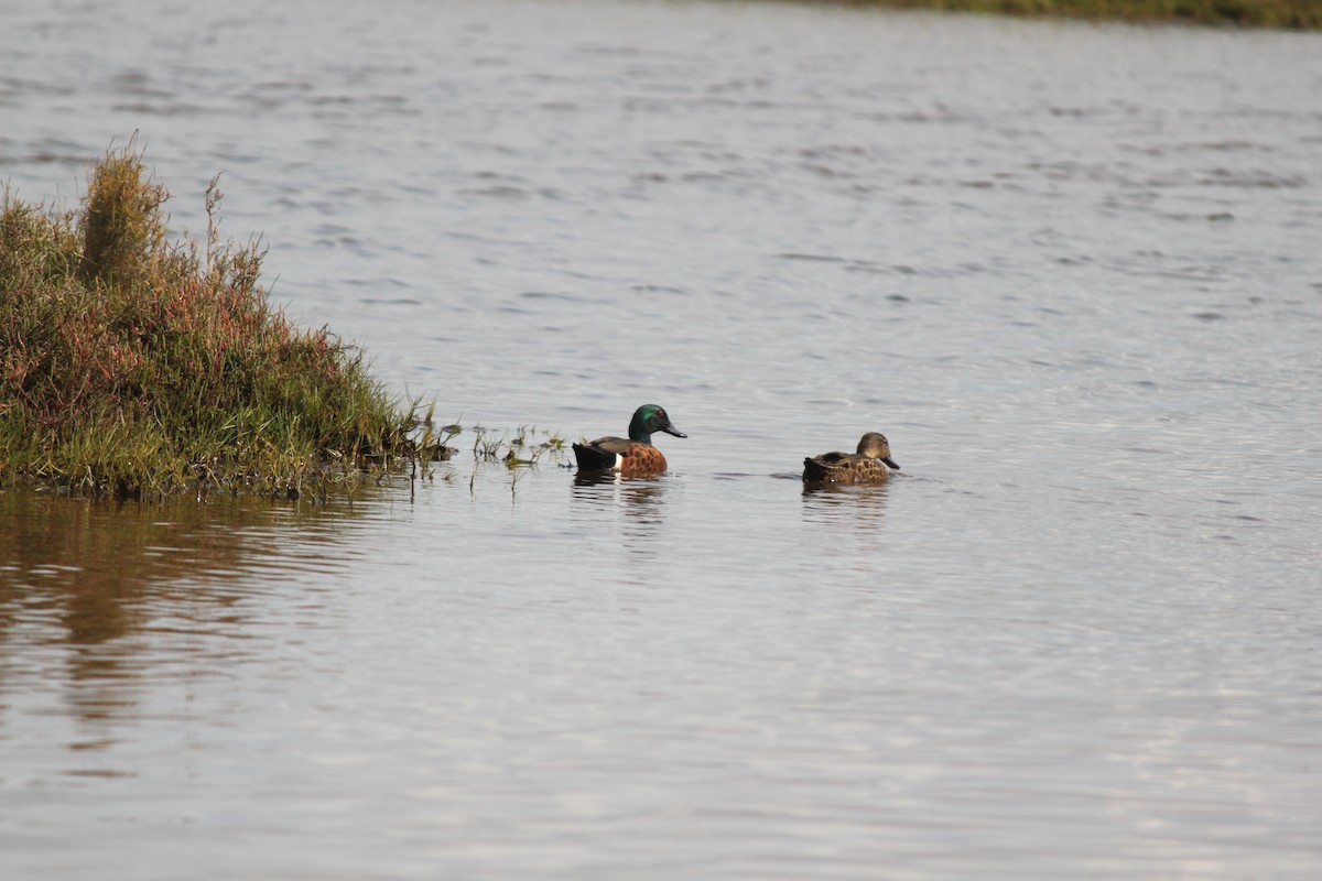 Chestnut Teal - ML622900726