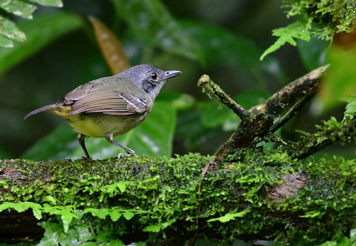 Plain Antvireo - ML622900728