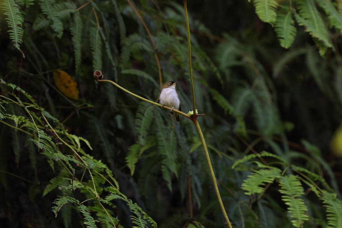 Cream-throated White-eye - Mei-Luan Wang