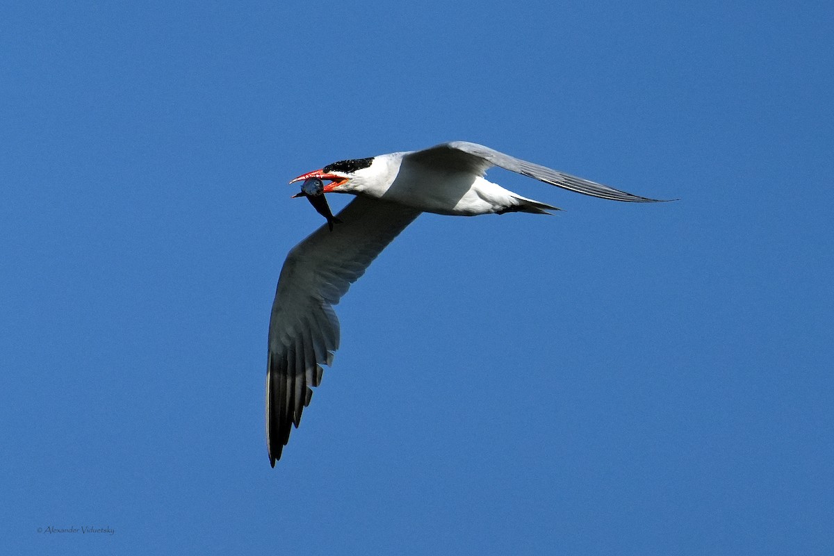 Caspian Tern - Alexander Viduetsky