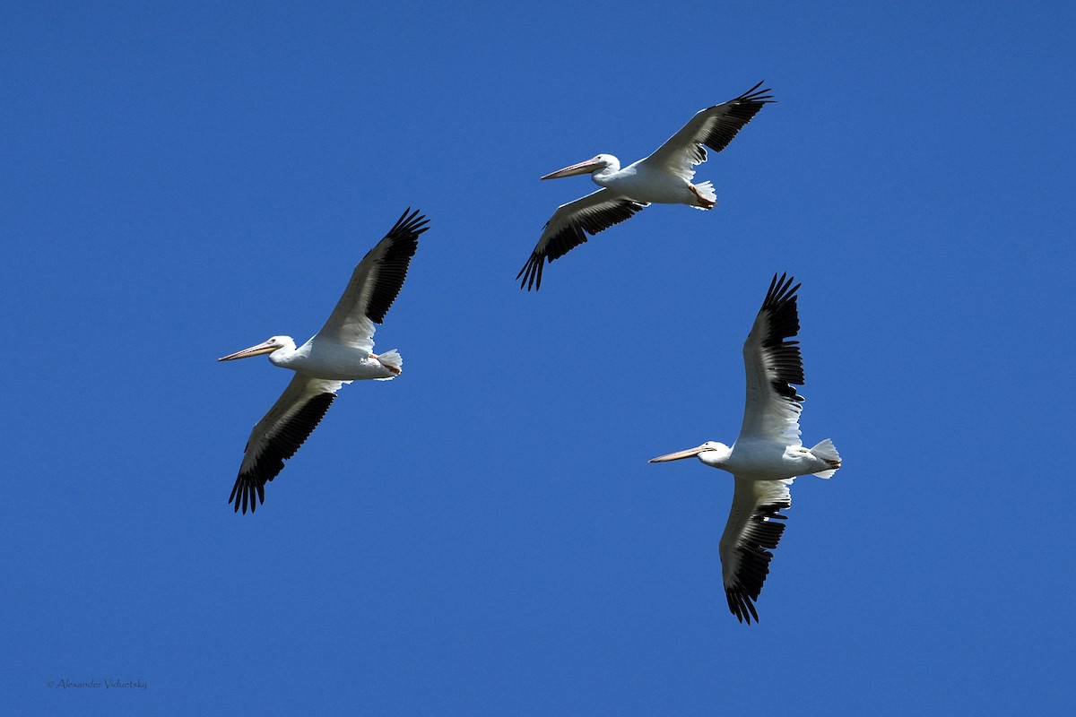 American White Pelican - Alexander Viduetsky