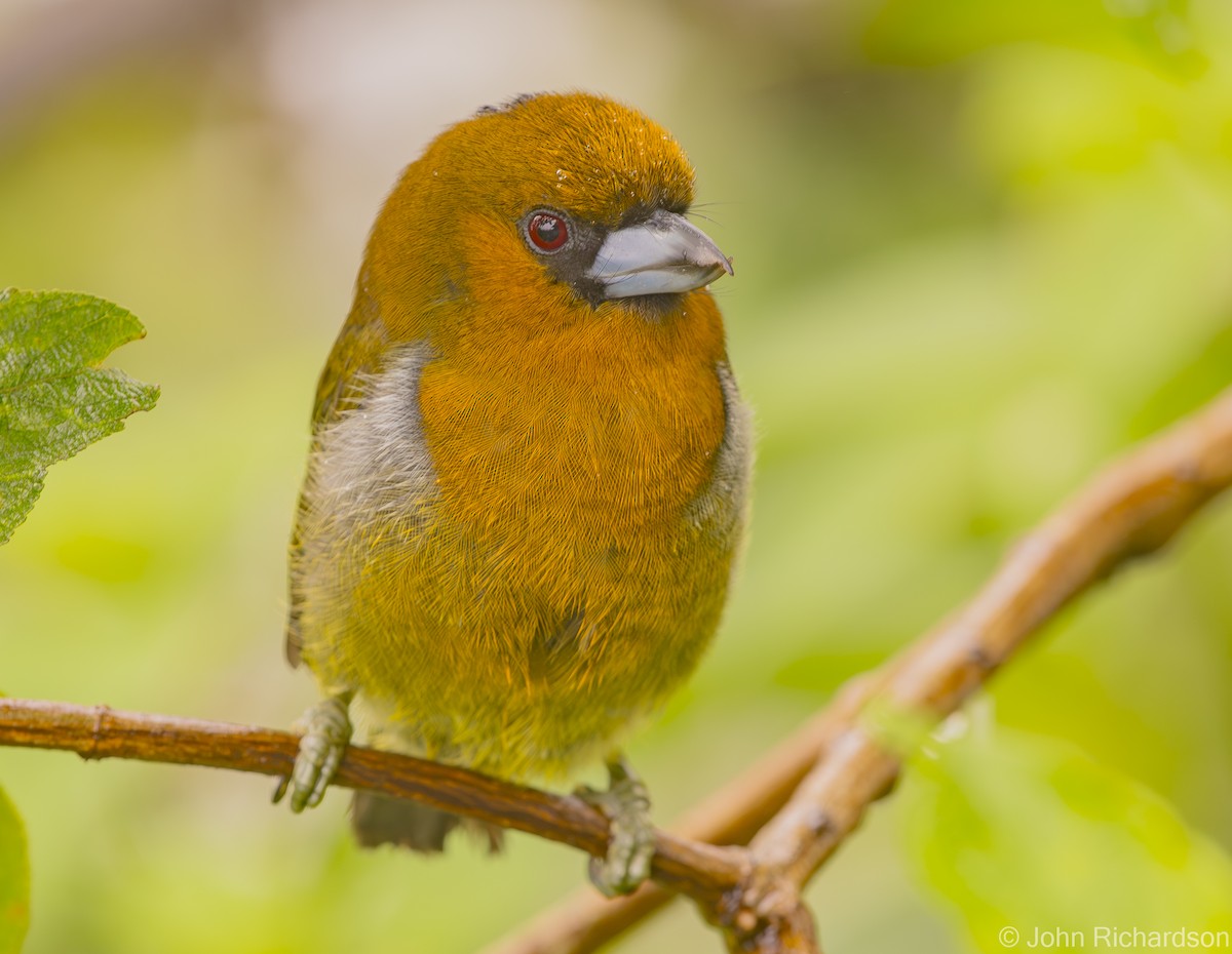 Prong-billed Barbet - John Richardson