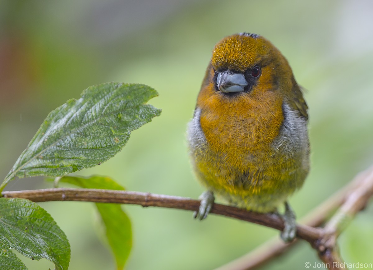 Prong-billed Barbet - ML622900823