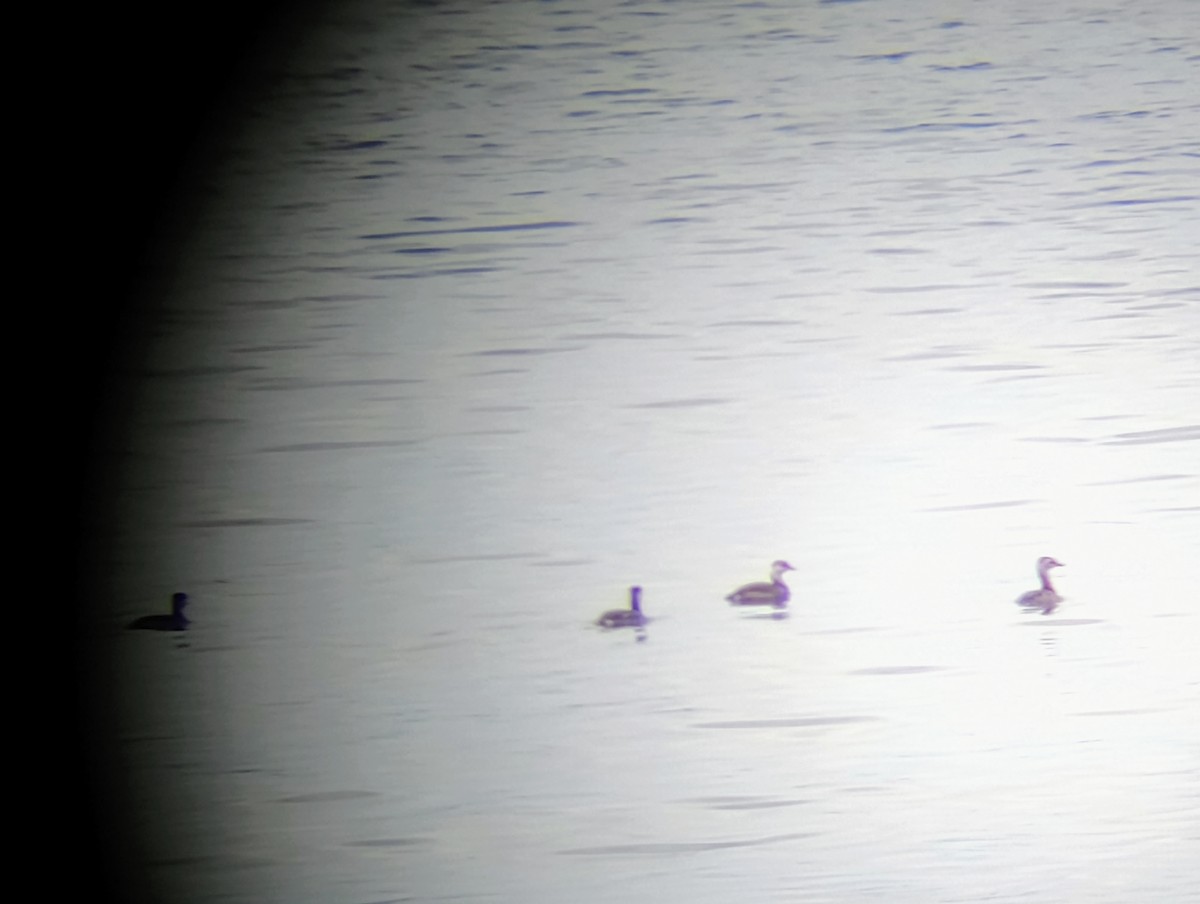 Horned Grebe - ML622900881