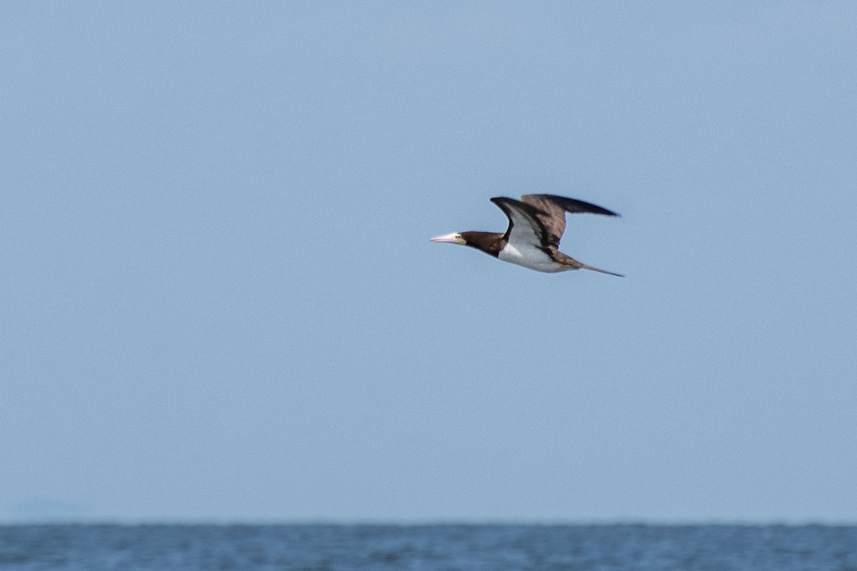 Brown Booby - Donna Wadsley