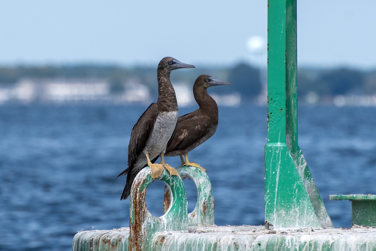 Brown Booby - Donna Wadsley