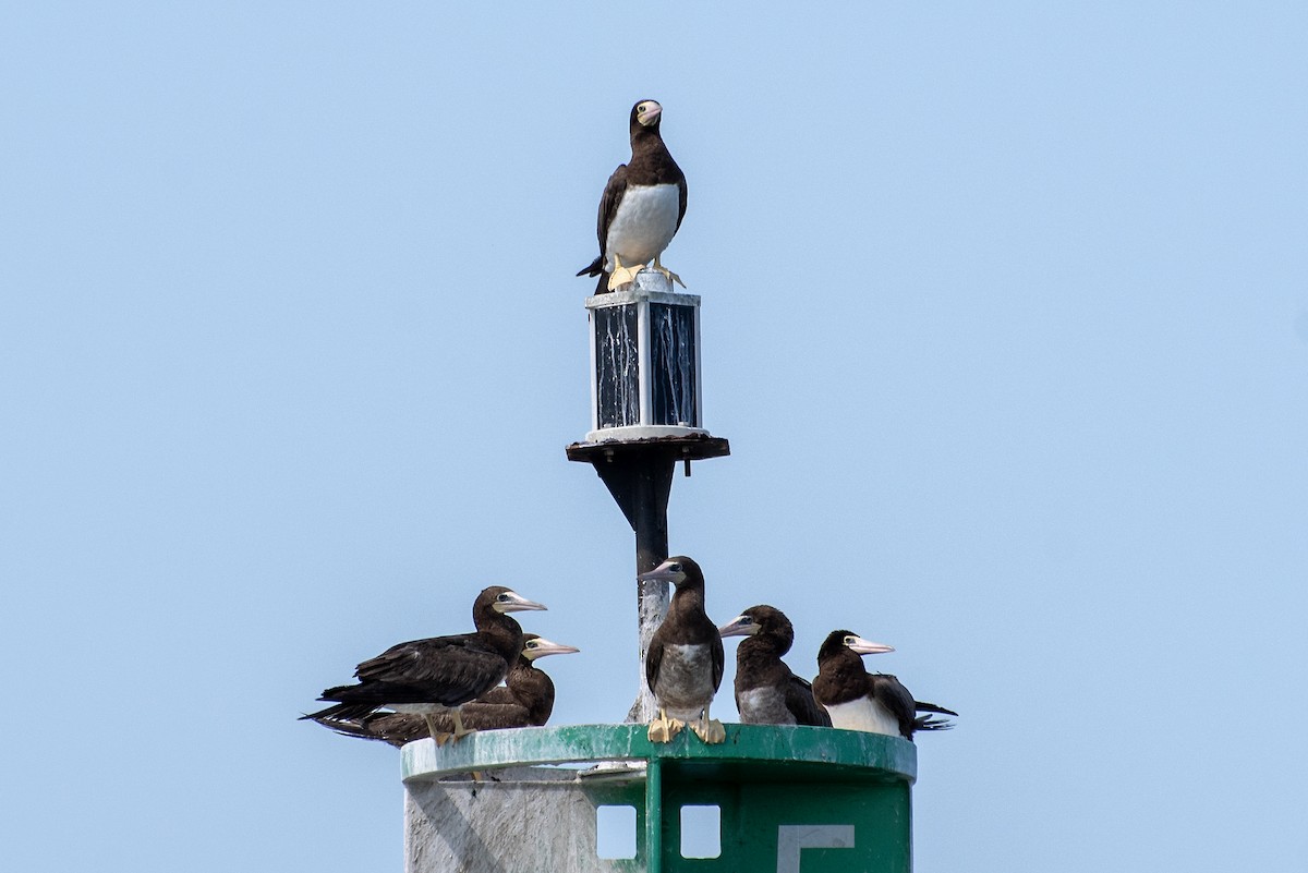 Brown Booby - Donna Wadsley