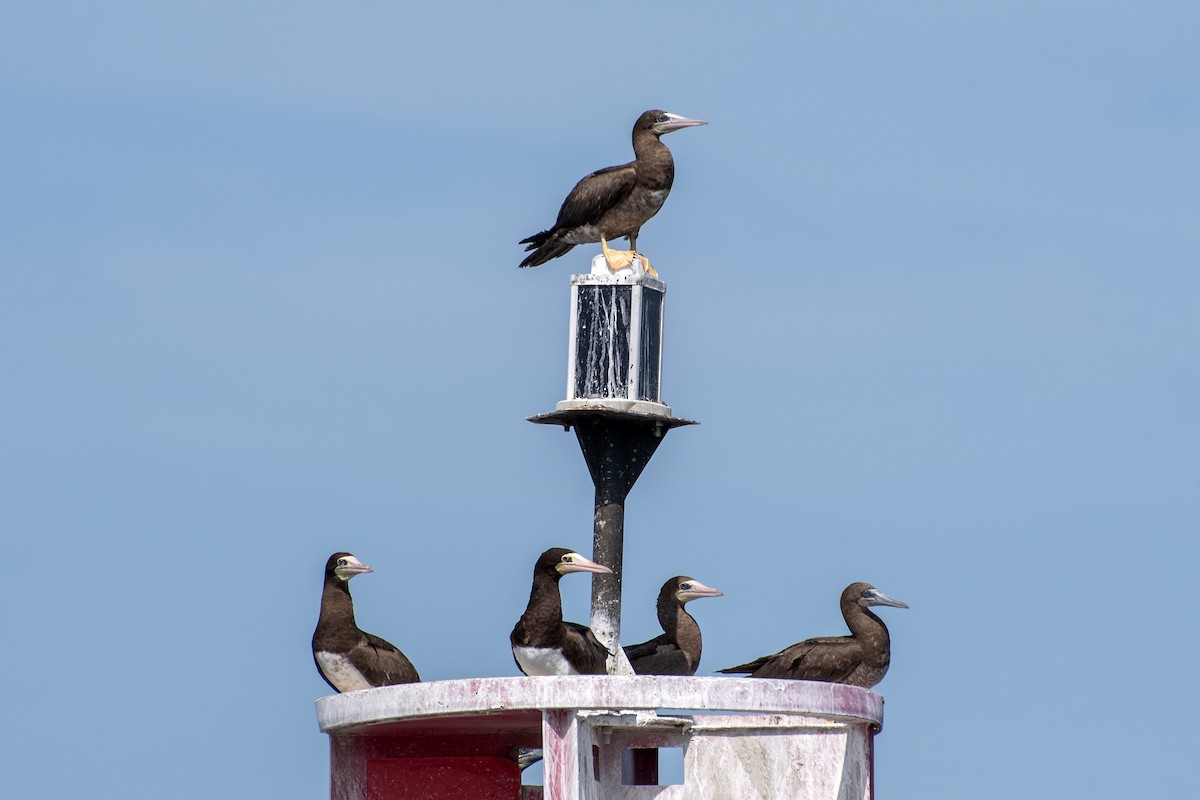 Brown Booby - Donna Wadsley