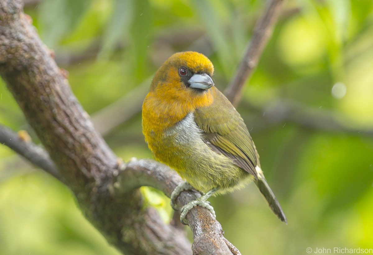 Prong-billed Barbet - ML622900905