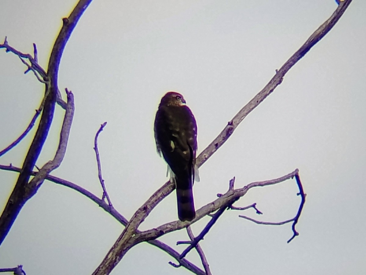 Sharp-shinned Hawk (Northern) - ML622900914