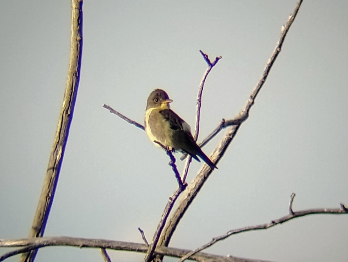 Olive-sided Flycatcher - ML622900990