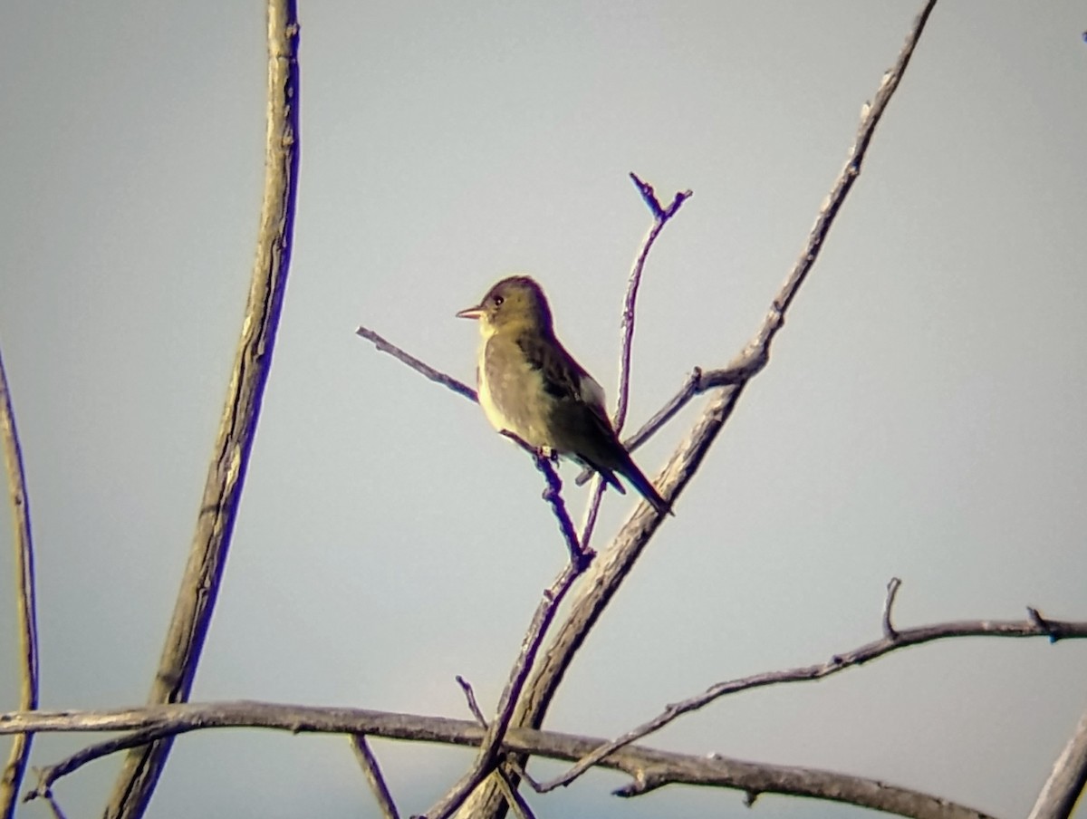 Olive-sided Flycatcher - ML622900991