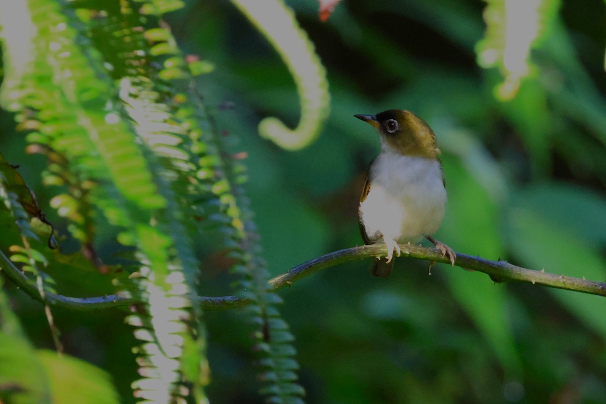 Cream-throated White-eye - Mei-Luan Wang