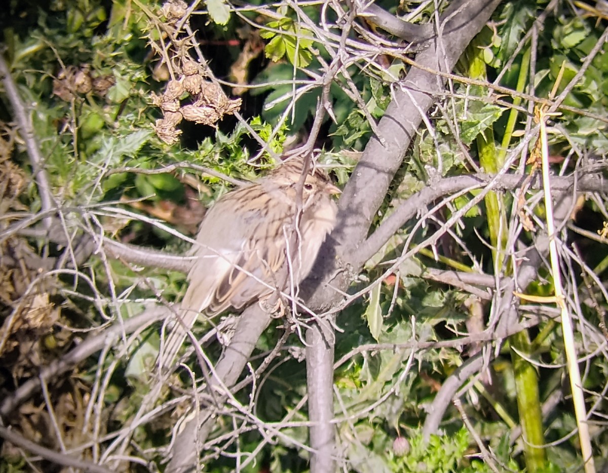 Clay-colored Sparrow - ML622901011