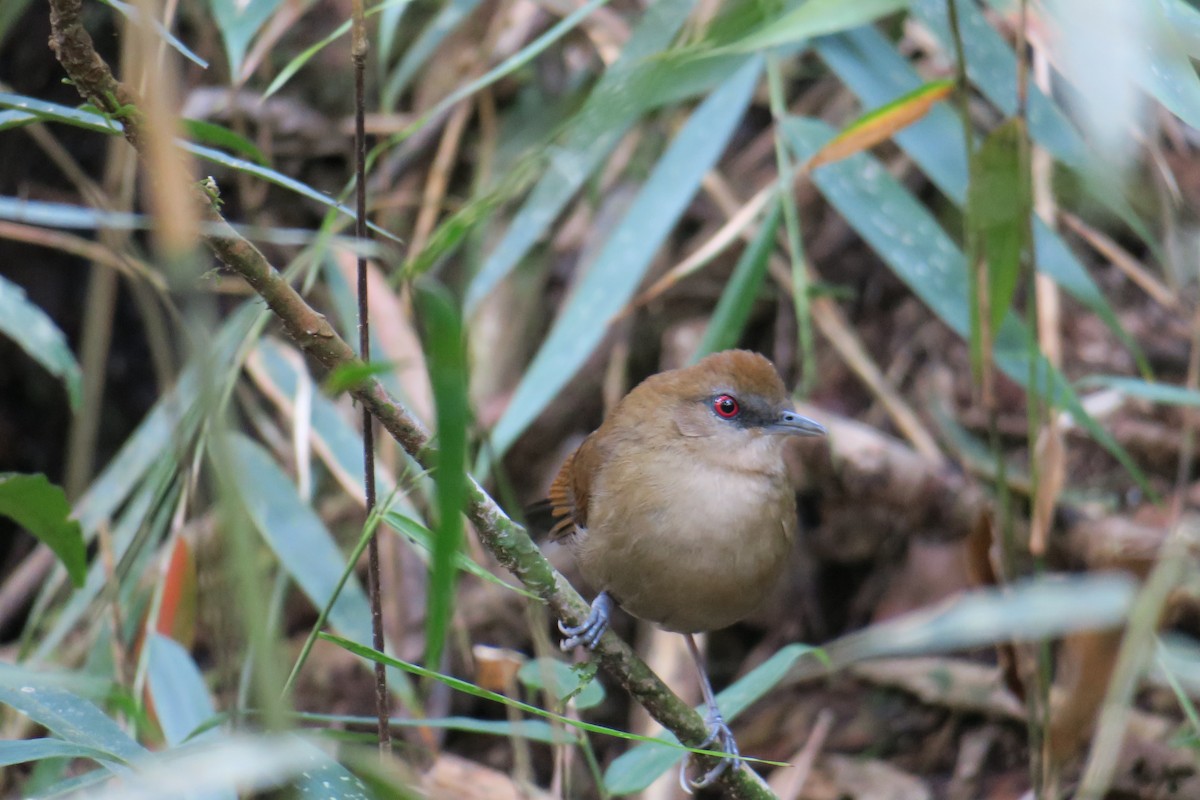 White-shouldered Fire-eye - Rishi Palit