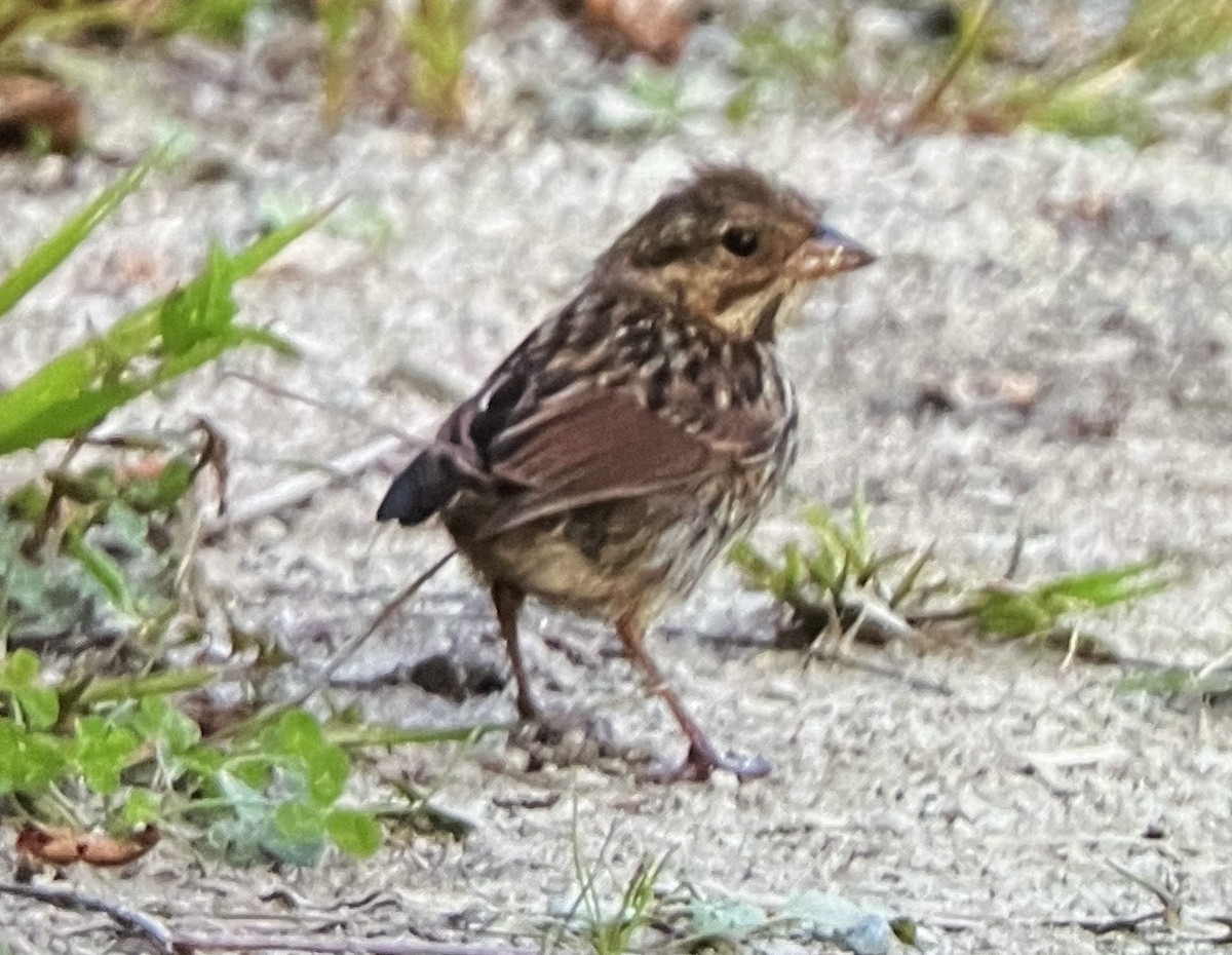 Swamp Sparrow - Anonymous