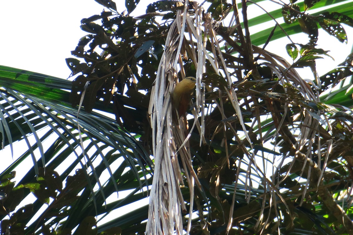 Ochre-breasted Foliage-gleaner - ML622901060