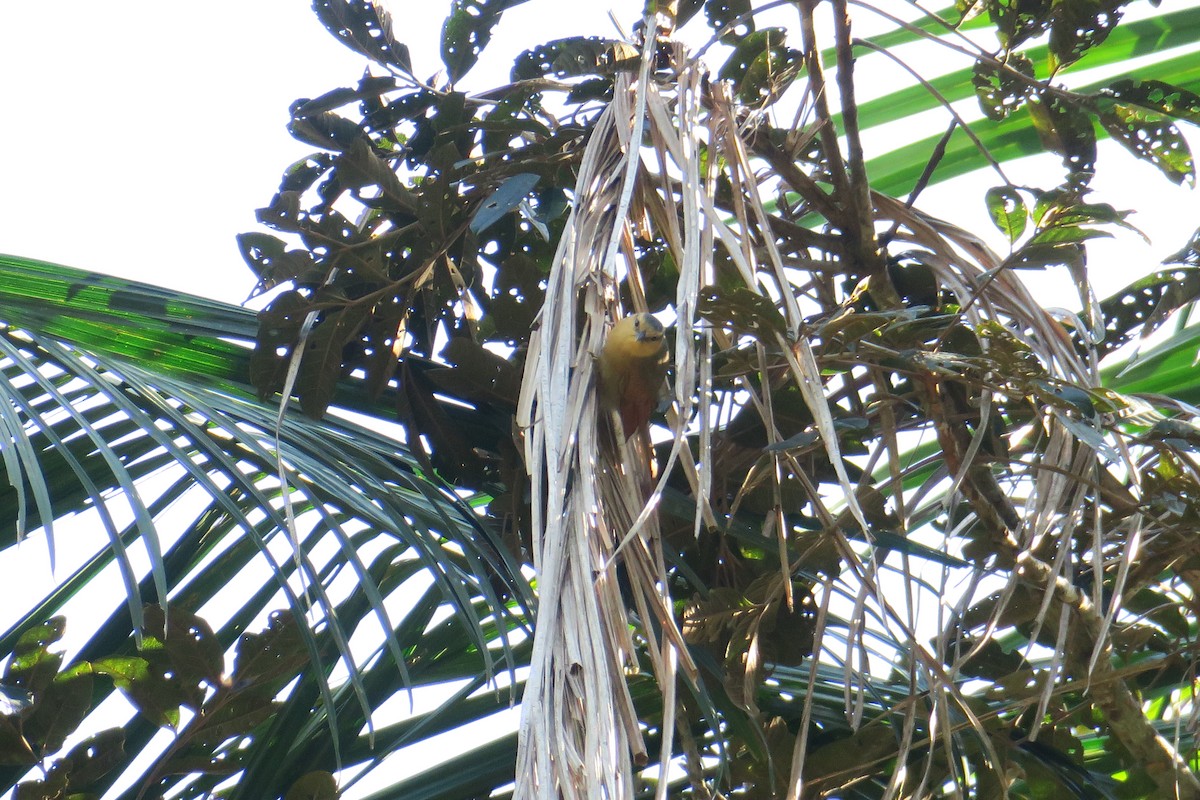 Ochre-breasted Foliage-gleaner - ML622901061