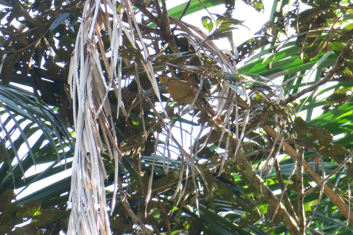 Ochre-breasted Foliage-gleaner - Rishi Palit