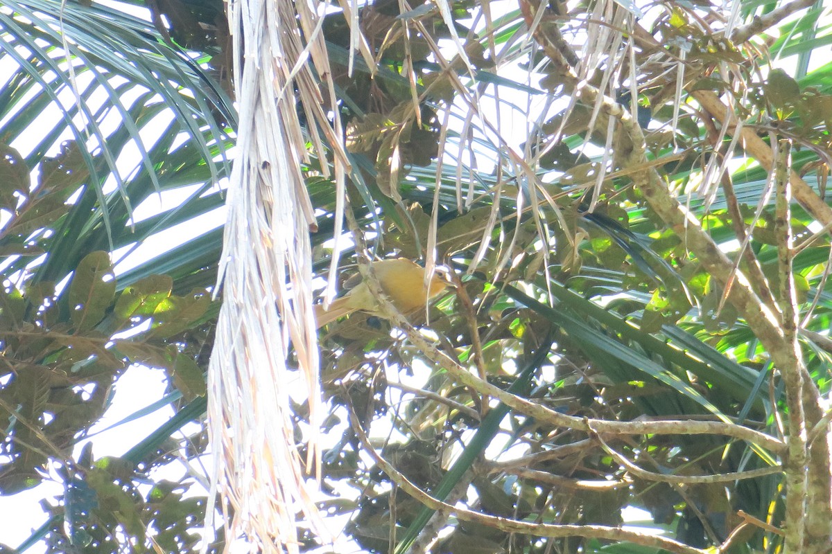 Ochre-breasted Foliage-gleaner - ML622901065