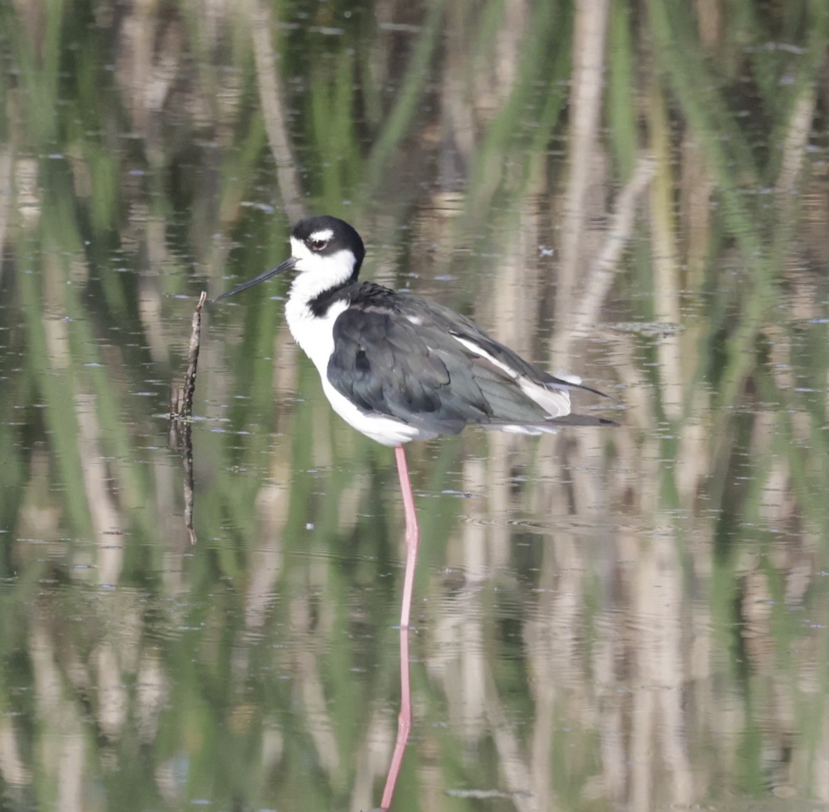 Black-necked Stilt - Greg Plowman