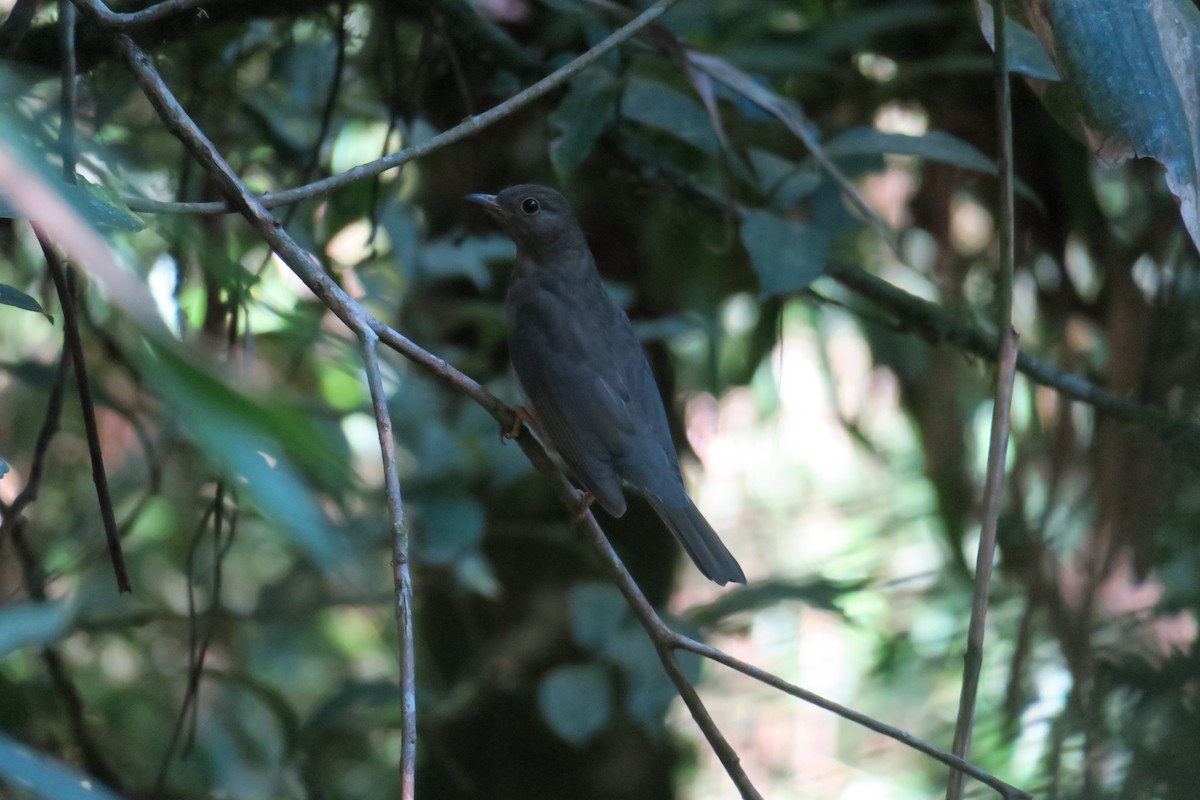 Yellow-legged Thrush - ML622901136